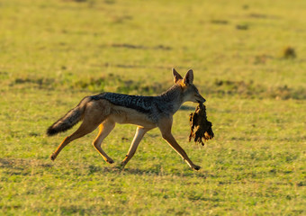 A jackal stealing a meat from lions in the plains of Africa inside Masai Mara National Reserve during a wildlife safari
