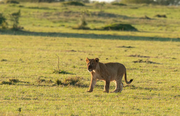 Lion cubs playing with the kill near their feeding sight inside Masai Mara National Reserve during a wildlife safari