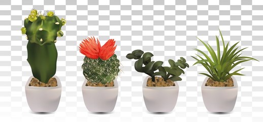 Collection 3d realistic cactus with room flower. Decorative flowers on transparent background. Beautiful icon cactus with flower. Vector illustration