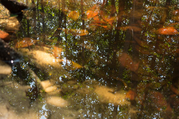 autumn leaves under water 
