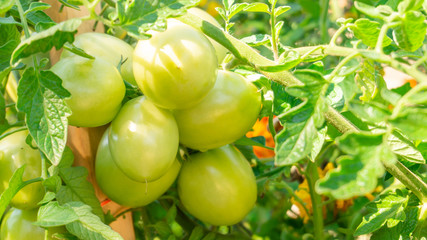 Close up of a large cluster bunch of unripe green tomatoes hanging on a vine, in a home vegetable garden, depicting farming, agriculture, organic produce, fresh food, and Italian food. Lush foliage.