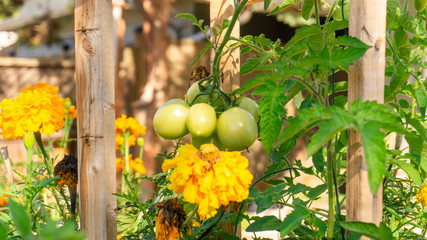 Unripe cluster of green plum roma tomatoes growing in a permaculture style garden bed, with...