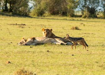 Obraz na płótnie Canvas A group of lion near the kill area inside Masai Mara National Reserve during a wildlife safari