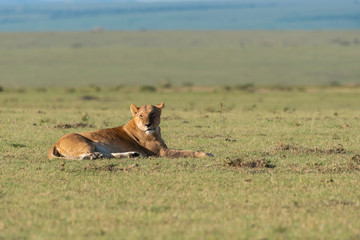 Lions pride belonging to double cross pride enjoying a nice meal in the plains of africa inside Masai Mara National Reserve during a wildlife safari