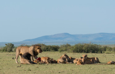 A pride of lions eating on a fresh kill of wildebeest in the plains of Africa inside Masai Mara National Reserve during a wildlife safari