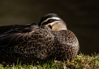 Duck with head tucked under a wing