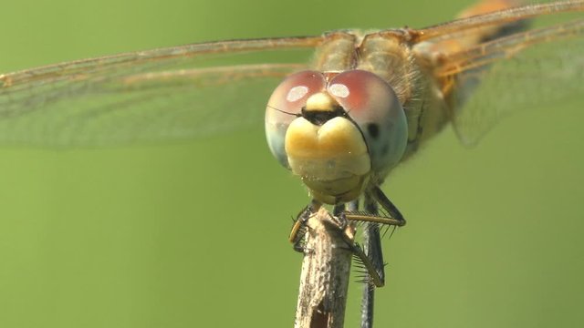 Portrait Dragonfly is order Odonata, sitting on dry stem of grass of background green. Macro insect. View macro in wildlife