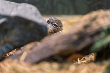 A tiny rodent enjoying a quick snack, while hiding behind a rock and a branch