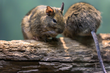 Two small rodents sitting on a branch, enjoying each other's company