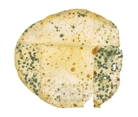 Mold mushrooms on bread for quick cooking