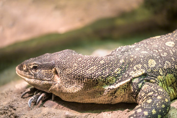 A Komodo Dragon lounging peacfully on its favorite rock