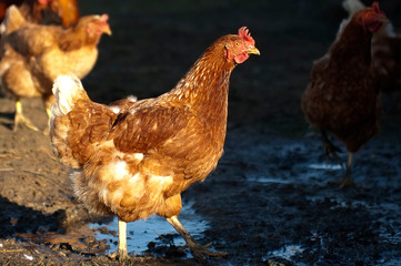 Young domestic hen closeup walking outdoors in sunlight. Cute colourful red and brown bird. Farm livestock and keeping husbandry conception. Healthy female chiken. Standing live fowl. Farming animals