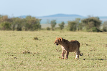 Lion cubs from double-cross pride playing close to the pride land inside Masai Mara National...