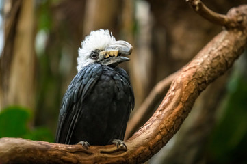 A White-Crested Hornbill sitting on a branch pondering his next move
