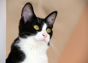 Fototapeta premium 白黒のはち割れ猫