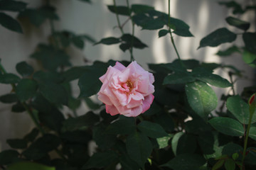 Beautiful Rose picture in Bangladesh