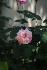 Beautiful Rose picture in Bangladesh