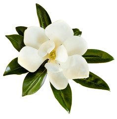 Magnolia Flower Isolated on White Top View - obrazy, fototapety, plakaty