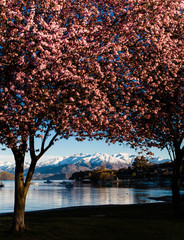 Wanaka, New Zealand - Cherry blossoms in full bloom