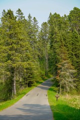 Fototapeta premium road in the forest