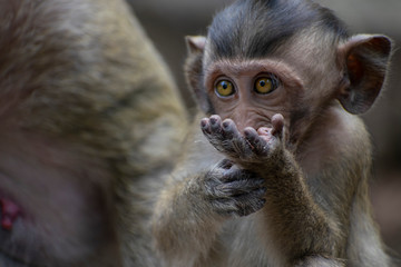 Baby monkey playing