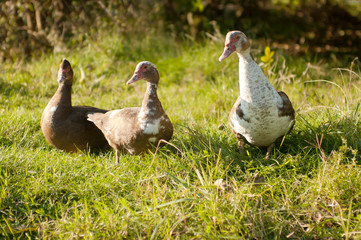 Funny image of three cute ducks on a green lawn.