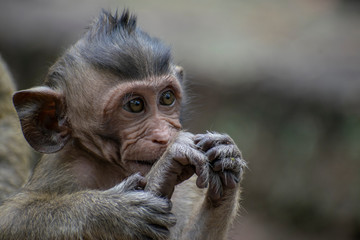 Baby monkey chewing his foot