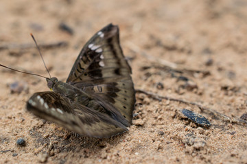 Brown butterfly Cambodia