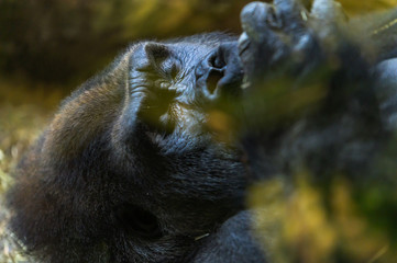 Obraz premium Closeup of a gorilla resting in the hot afternoon sun