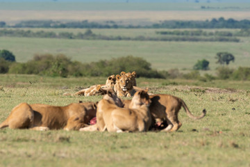 A group of lions feeding on a fresh kill in the plains of Africa inside Masai Mara National Reserve during a wildlife safari
