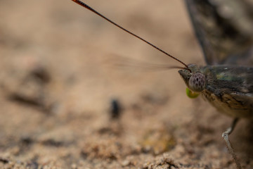 Closeup of a brown butterfly