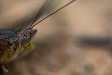 Closeup of a brown butterfly