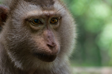 Macaque face close up