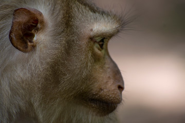 Macaque portrait close up
