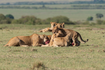 Fototapeta na wymiar A group of lions feeding on a fresh kill in the plains of Africa inside Masai Mara National Reserve during a wildlife safari