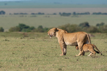 A lioness from double-cross pride walking towards a shade with cubs in the plains of Africa inside Masai Mara National Reserve during a wildlife safari