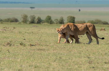 A lioness from double-cross pride walking towards a shade with cubs in the plains of Africa inside Masai Mara National Reserve during a wildlife safari