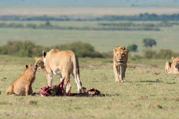 A sub-adult male lion trying to approach the feeding grounds inside Masai Mara National Reserve during a wildlife safari