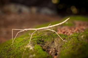 Brown stick insect (Diapheromera femorata) on a green moss: perfect example of mimicry