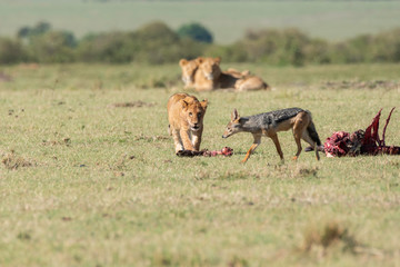 A jackal stealing a meat from lions in the plains of Africa inside Masai Mara National Reserve during a wildlife safari