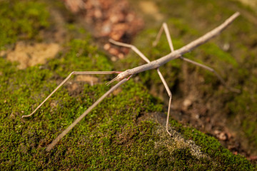 Brown stick insect (Diapheromera femorata) on a green moss: perfect example of mimicry