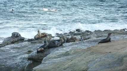 Group of seals and sea lions lying on rock and swimming in the background