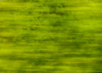 Green nature in summer in motion