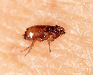Flea on human skin