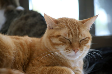 ぐっすり眠る猫