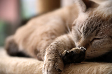 ぐっすり眠る猫