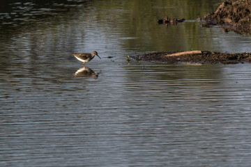 Green sandpiper (Tringa ochropus)