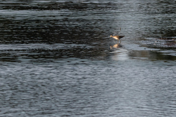 Green sandpiper (Tringa ochropus)