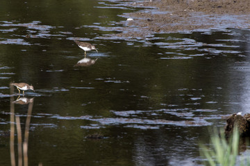 Green sandpiper (Tringa ochropus)