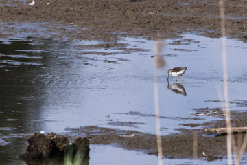 Green sandpiper (Tringa ochropus)